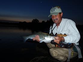 A schoolie striped bass caught on Holly Pond on Long Island Sound in Stamford Connecticut