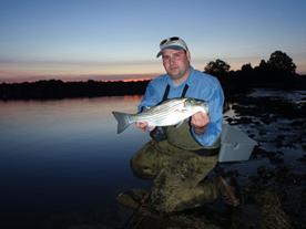 A schoolie sized striped bass caught at Holly Pond on Long Island Sound in Stamford Connecticut