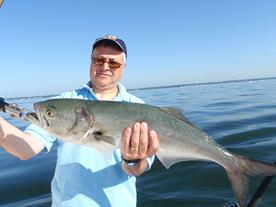 A large bluefish caught on Long Island Sound in Connecticut