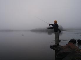 A striped bass jumps out of the water while fly fishing Holly Pond on Long Island Sound in Stamford Connecticut